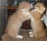 Gatitos munchkin gratis para los hogares