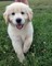 Golden Retriever Puppies en venta - Foto 1