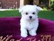 Gorgeous maltese puppies en venta