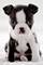 Hembra boston terrier de 6 meses