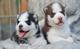 Hermosa husky cachorros disponibles - Foto 1