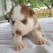 Hermoso cachorro de color rojo claro husky con ojos azules