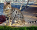 Impresionantes gatitos de sabana disponibles para ti - Foto 1