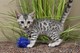Impresionantes gatitos de sabana disponibles para ti
