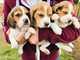 Increíbles cachorros de beagle listos para ir