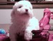 Juguetón bichon frise cachorros en venta .... xmass ahora