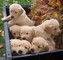 Lindos cachorros Golden Retriever listos para nuevas casas hoy - Foto 1