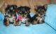 Lindos yorkie cachorros disponibles