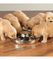 Los Adorable perritos Golden Retriever - Foto 1