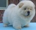 Lovely Chow Chow Puppies - Foto 1