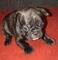 Machito bulldog francés, opcion a pedigree internacional