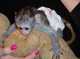 Monos capuchinos socializados disponibles