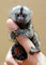 Monos marmoset dedo dulce para ti