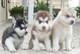 Mostrar perrera Siberians Husky Pups For Christmas - Foto 1