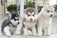 Mostrar perrera siberians husky pups for christmas