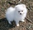 Para cachorros de pomeranian amorosos blancos