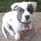 Perros cachorros American staffordshire terrier - Foto 1