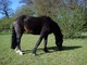 Pony To Part Loan / compartir - Foto 1