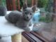 Preciosa camada de gatitos azul ruso de calidad - Foto 1
