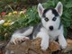 Precioso husky siberiano blanco y negro