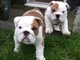 Preciosos cachorros de bulldog inglés disponibles