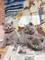 Preciosos gatitos de british shorthair bien lindos