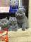 Preciosos gatitos de exotic