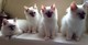 Preciosos gatitos de pura raza ragdoll muy guapos