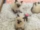Preciosos gatitos de pura raza ragdoll muy guapos - Foto 2