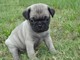 Pug puppy