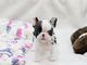 Regalo 4Excelentes cachorros bulldog frances 12 - Foto 1