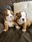 Regalo Cachorros de Bulldog Ingles Para Adopción1 - Foto 1
