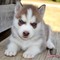 Regalo Cachorros Husky para su adopcion - Foto 1