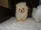 Regalo cachorros pomerania para adopción