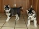 Regalo cachorros siberian husky. para navidad j1