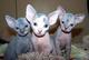 Regalo gatitos sphynx muy bonitos