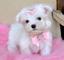 Regalo preciose cachorros Bichon maltes mini toy gratis - Foto 1