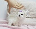 Regalo preciose cachorros Bichon maltes mini toy gratis para - Foto 1