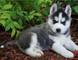 Se vende cachorros de husky siberiano - Foto 1