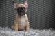 Semental bulldog frances para cruza - Foto 1