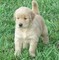 Stunning light cream golden retriever puppies