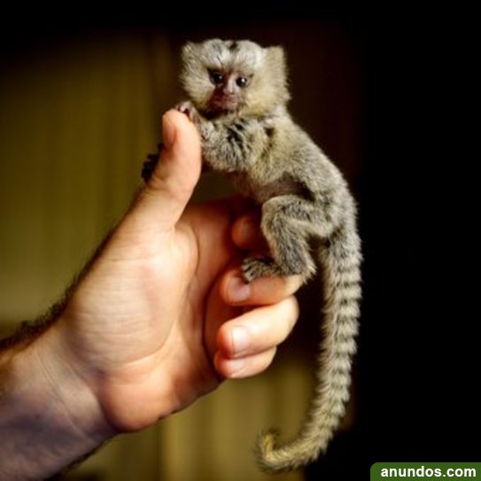 Venta De Monos En España Monos tití para adopción!! - Palma de Mallorca