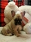 12 semanas de edad, bulldog francés disponible para navidad