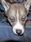 2 cachorros husky siberiano con Ojos azules gratis - Foto 1