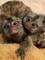 2 monos tití para adopción!!! - Foto 1