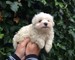 Adopción británica de bichon de pelo macho y hembra - navida
