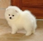 Adorable cachorro de pomerania