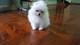 Adorable Pomerania toy mini Scottish fold - navidad - Foto 1