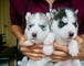 Adorables cachorros de husky siberiano disponibles