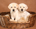 Adorables cachorros labrador retriever disponibles - Foto 1